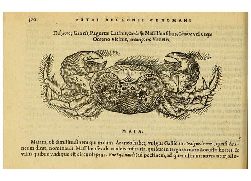 Reproducción/Reproduction 6418727895: Petri Bellonii Cenomani De aquatilibus, libri duo cum [epsilon, iota] conibus ad viuam ipsorum effigiem, quoad eius fieri potuit, expressis ... Parisiis,Apud C. Stephanum,1553