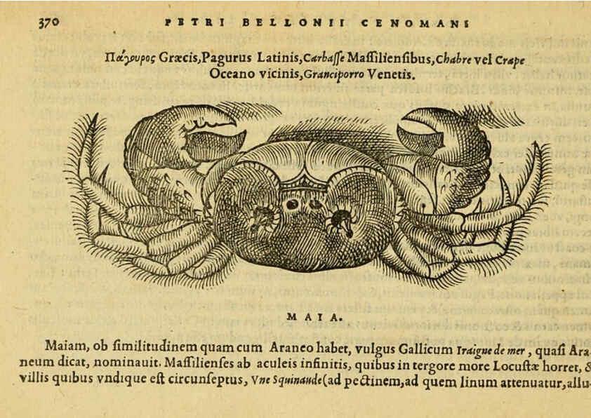 Reproducción/Reproduction 6418727895: Petri Bellonii Cenomani De aquatilibus, libri duo cum [epsilon, iota] conibus ad viuam ipsorum effigiem, quoad eius fieri potuit, expressis ... Parisiis,Apud C. Stephanum,1553