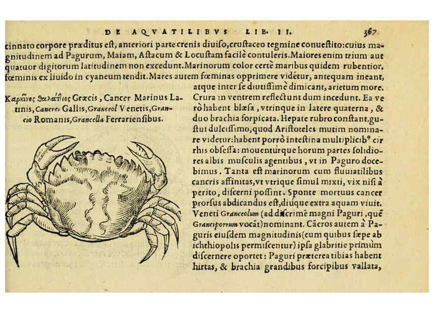 Reproducción/Reproduction 6418727421: Petri Bellonii Cenomani De aquatilibus, libri duo cum [epsilon, iota] conibus ad viuam ipsorum effigiem, quoad eius fieri potuit, expressis ... Parisiis,Apud C. Stephanum,1553
