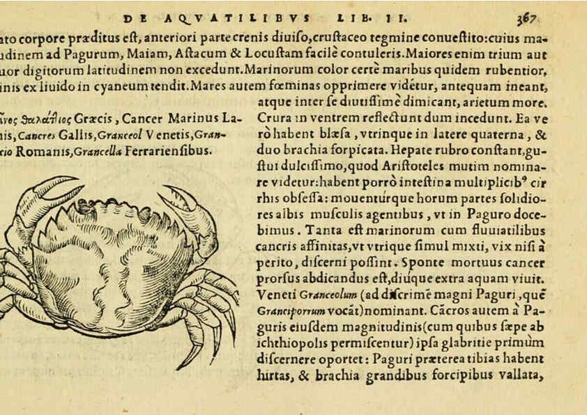 Reproducción/Reproduction 6418727421: Petri Bellonii Cenomani De aquatilibus, libri duo cum [epsilon, iota] conibus ad viuam ipsorum effigiem, quoad eius fieri potuit, expressis ... Parisiis,Apud C. Stephanum,1553