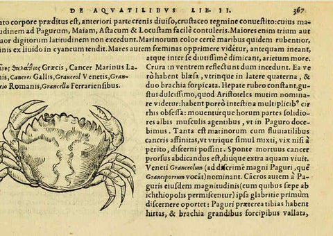 Reproducción/Reproduction 6418727421: Petri Bellonii Cenomani De aquatilibus, libri duo cum [epsilon, iota] conibus ad viuam ipsorum effigiem, quoad eius fieri potuit, expressis ... Parisiis,Apud C. Stephanum,1553