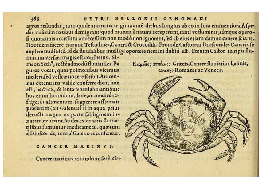 Reproducción/Reproduction 6418726943: Petri Bellonii Cenomani De aquatilibus, libri duo cum [epsilon, iota] conibus ad viuam ipsorum effigiem, quoad eius fieri potuit, expressis ... Parisiis,Apud C. Stephanum,1553