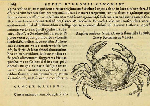 Reproducción/Reproduction 6418726943: Petri Bellonii Cenomani De aquatilibus, libri duo cum [epsilon, iota] conibus ad viuam ipsorum effigiem, quoad eius fieri potuit, expressis ... Parisiis,Apud C. Stephanum,1553
