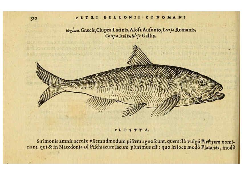 Reproducción/Reproduction 6418721663: Petri Bellonii Cenomani De aquatilibus, libri duo cum [epsilon, iota] conibus ad viuam ipsorum effigiem, quoad eius fieri potuit, expressis ... Parisiis,Apud C. Stephanum,1553