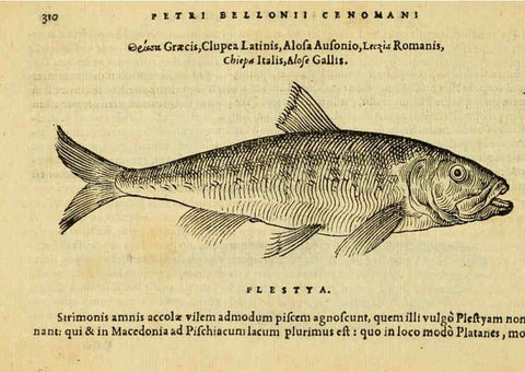 Reproducción/Reproduction 6418721663: Petri Bellonii Cenomani De aquatilibus, libri duo cum [epsilon, iota] conibus ad viuam ipsorum effigiem, quoad eius fieri potuit, expressis ... Parisiis,Apud C. Stephanum,1553