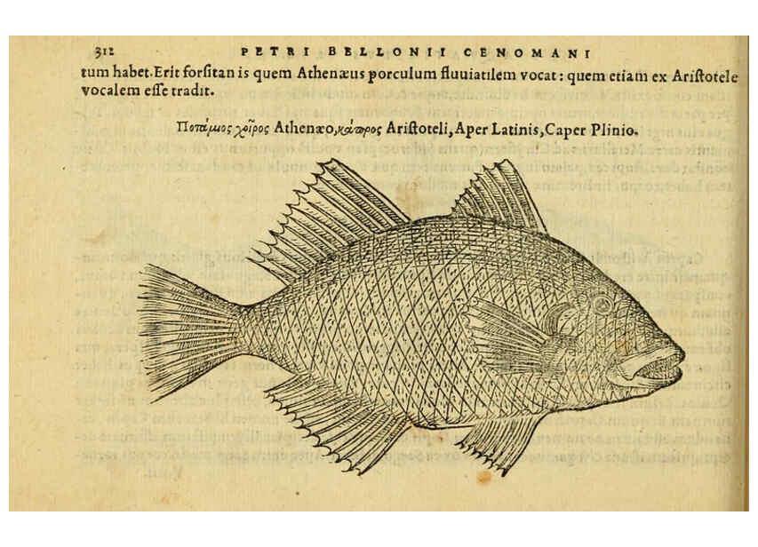 Reproducción/Reproduction 6418722013: Petri Bellonii Cenomani De aquatilibus, libri duo cum [epsilon, iota] conibus ad viuam ipsorum effigiem, quoad eius fieri potuit, expressis ... Parisiis,Apud C. Stephanum,1553