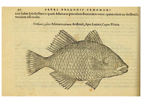 Reproducción/Reproduction 6418722013: Petri Bellonii Cenomani De aquatilibus, libri duo cum [epsilon, iota] conibus ad viuam ipsorum effigiem, quoad eius fieri potuit, expressis ... Parisiis,Apud C. Stephanum,1553