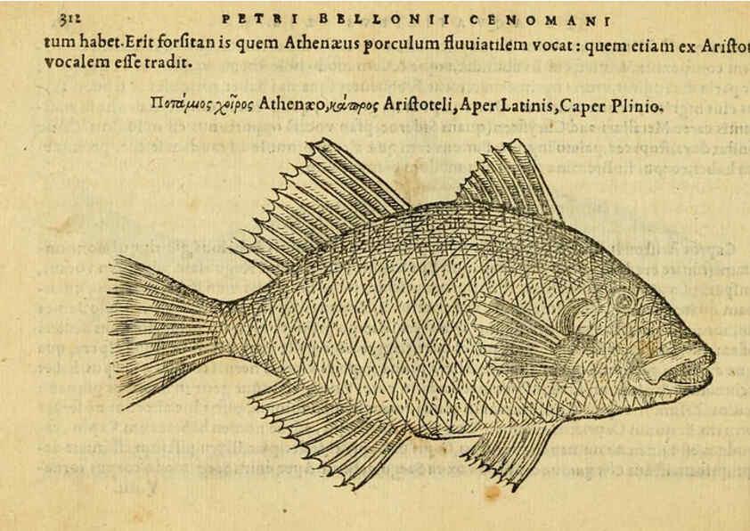 Reproducción/Reproduction 6418722013: Petri Bellonii Cenomani De aquatilibus, libri duo cum [epsilon, iota] conibus ad viuam ipsorum effigiem, quoad eius fieri potuit, expressis ... Parisiis,Apud C. Stephanum,1553