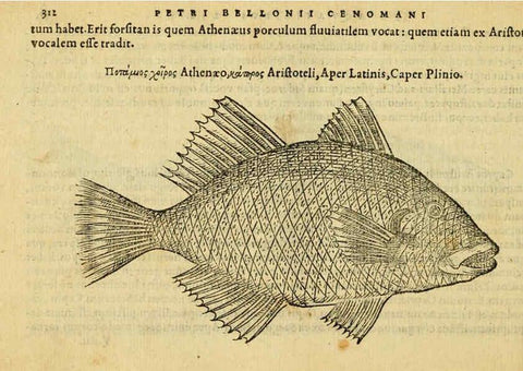 Reproducción/Reproduction 6418722013: Petri Bellonii Cenomani De aquatilibus, libri duo cum [epsilon, iota] conibus ad viuam ipsorum effigiem, quoad eius fieri potuit, expressis ... Parisiis,Apud C. Stephanum,1553