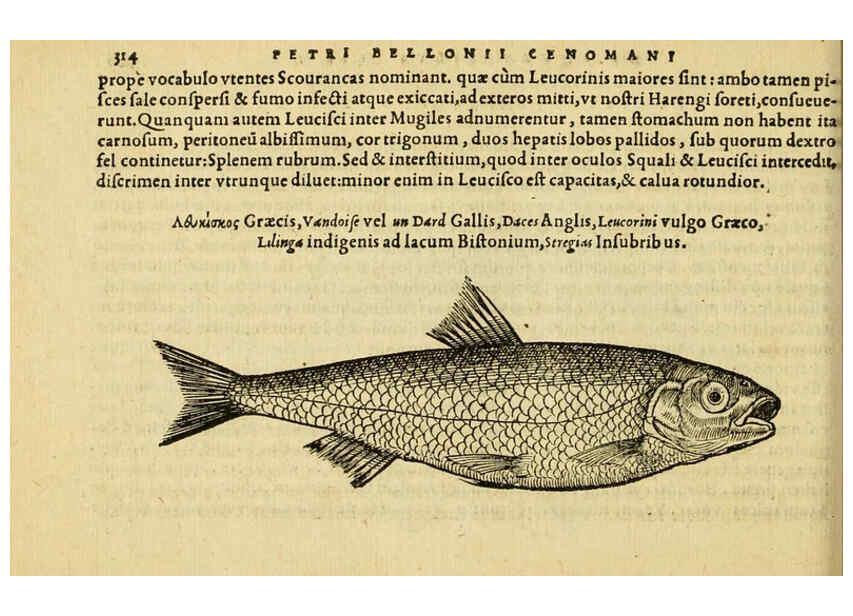 Reproducción/Reproduction 6418722359: Petri Bellonii Cenomani De aquatilibus, libri duo cum [epsilon, iota] conibus ad viuam ipsorum effigiem, quoad eius fieri potuit, expressis ... Parisiis,Apud C. Stephanum,1553
