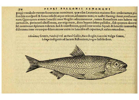 Reproducción/Reproduction 6418722359: Petri Bellonii Cenomani De aquatilibus, libri duo cum [epsilon, iota] conibus ad viuam ipsorum effigiem, quoad eius fieri potuit, expressis ... Parisiis,Apud C. Stephanum,1553