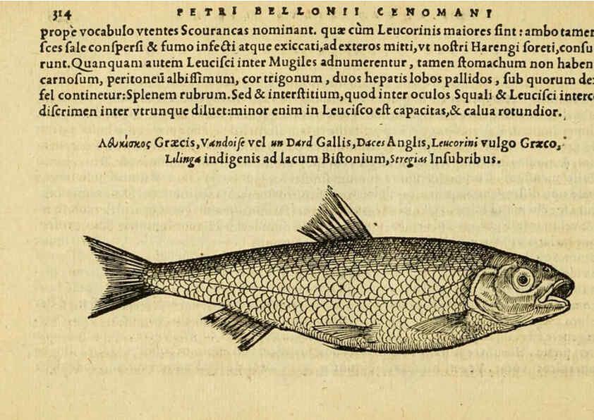 Reproducción/Reproduction 6418722359: Petri Bellonii Cenomani De aquatilibus, libri duo cum [epsilon, iota] conibus ad viuam ipsorum effigiem, quoad eius fieri potuit, expressis ... Parisiis,Apud C. Stephanum,1553
