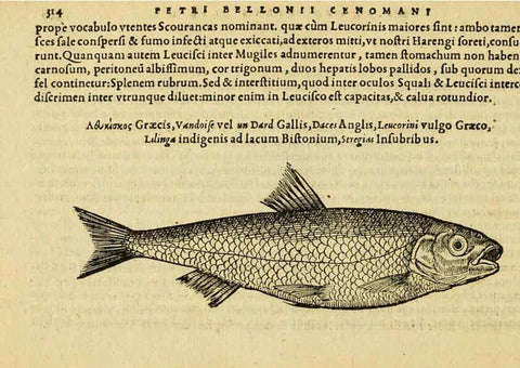 Reproducción/Reproduction 6418722359: Petri Bellonii Cenomani De aquatilibus, libri duo cum [epsilon, iota] conibus ad viuam ipsorum effigiem, quoad eius fieri potuit, expressis ... Parisiis,Apud C. Stephanum,1553