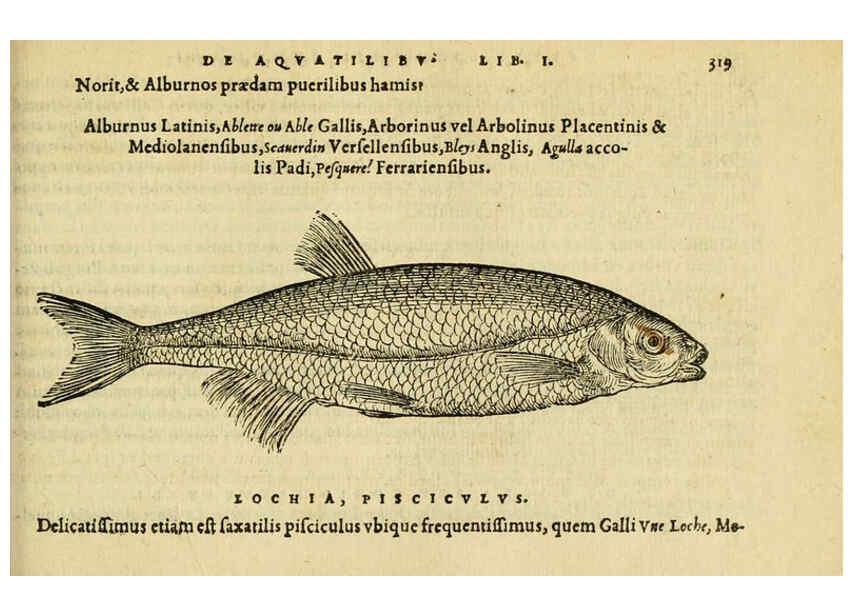 Reproducción/Reproduction 6418722639: Petri Bellonii Cenomani De aquatilibus, libri duo cum [epsilon, iota] conibus ad viuam ipsorum effigiem, quoad eius fieri potuit, expressis ... Parisiis,Apud C. Stephanum,1553