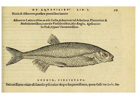Reproducción/Reproduction 6418722639: Petri Bellonii Cenomani De aquatilibus, libri duo cum [epsilon, iota] conibus ad viuam ipsorum effigiem, quoad eius fieri potuit, expressis ... Parisiis,Apud C. Stephanum,1553