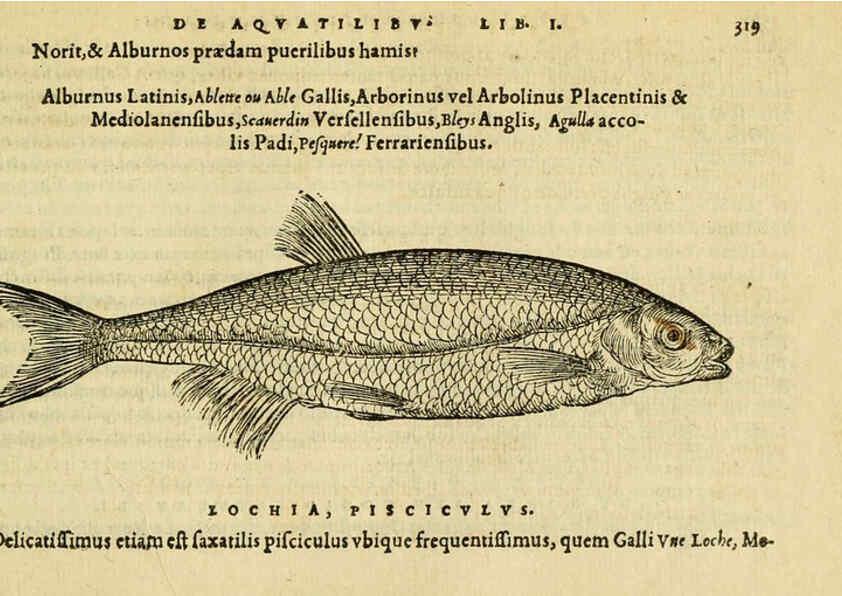 Reproducción/Reproduction 6418722639: Petri Bellonii Cenomani De aquatilibus, libri duo cum [epsilon, iota] conibus ad viuam ipsorum effigiem, quoad eius fieri potuit, expressis ... Parisiis,Apud C. Stephanum,1553