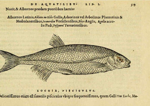 Reproducción/Reproduction 6418722639: Petri Bellonii Cenomani De aquatilibus, libri duo cum [epsilon, iota] conibus ad viuam ipsorum effigiem, quoad eius fieri potuit, expressis ... Parisiis,Apud C. Stephanum,1553