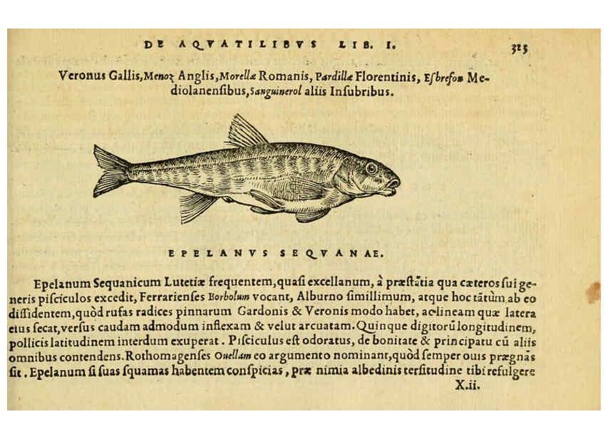 Reproducción/Reproduction 6418722925: Petri Bellonii Cenomani De aquatilibus, libri duo cum [epsilon, iota] conibus ad viuam ipsorum effigiem, quoad eius fieri potuit, expressis ... Parisiis,Apud C. Stephanum,1553
