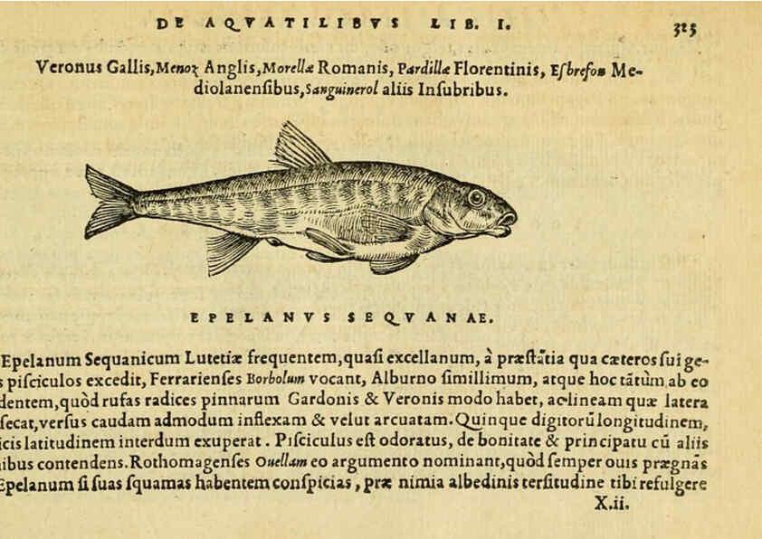 Reproducción/Reproduction 6418722925: Petri Bellonii Cenomani De aquatilibus, libri duo cum [epsilon, iota] conibus ad viuam ipsorum effigiem, quoad eius fieri potuit, expressis ... Parisiis,Apud C. Stephanum,1553