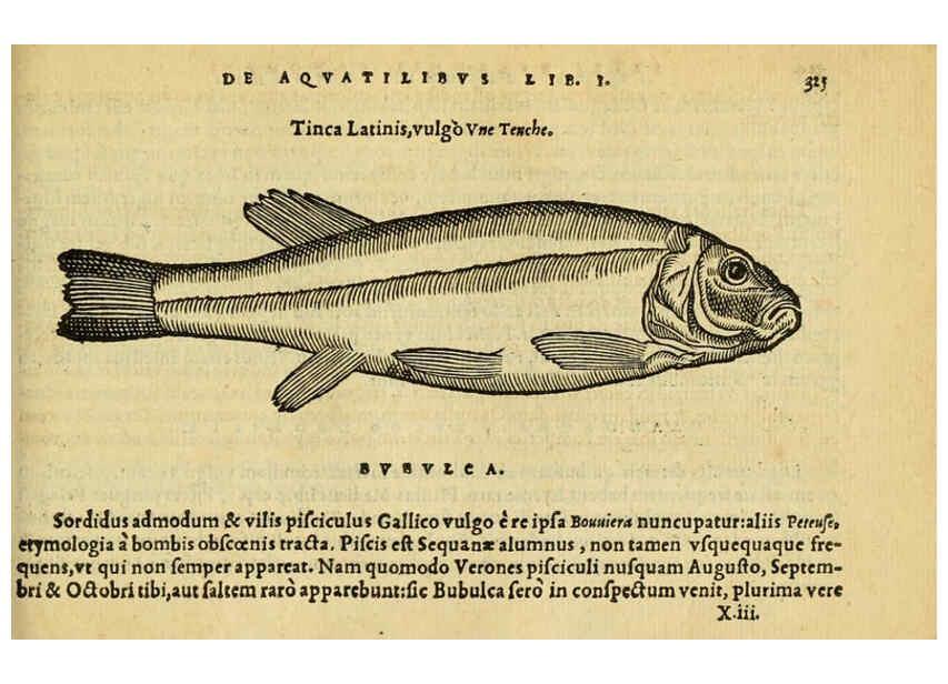 Reproducción/Reproduction 6418723245: Petri Bellonii Cenomani De aquatilibus, libri duo cum [epsilon, iota] conibus ad viuam ipsorum effigiem, quoad eius fieri potuit, expressis ... Parisiis,Apud C. Stephanum,1553
