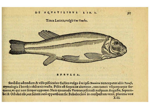 Reproducción/Reproduction 6418723245: Petri Bellonii Cenomani De aquatilibus, libri duo cum [epsilon, iota] conibus ad viuam ipsorum effigiem, quoad eius fieri potuit, expressis ... Parisiis,Apud C. Stephanum,1553