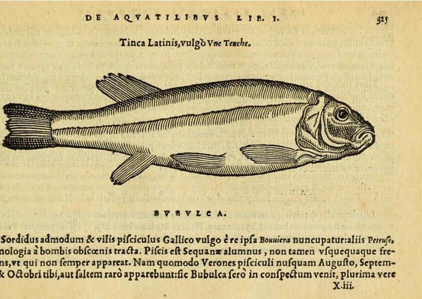 Reproducción/Reproduction 6418723245: Petri Bellonii Cenomani De aquatilibus, libri duo cum [epsilon, iota] conibus ad viuam ipsorum effigiem, quoad eius fieri potuit, expressis ... Parisiis,Apud C. Stephanum,1553