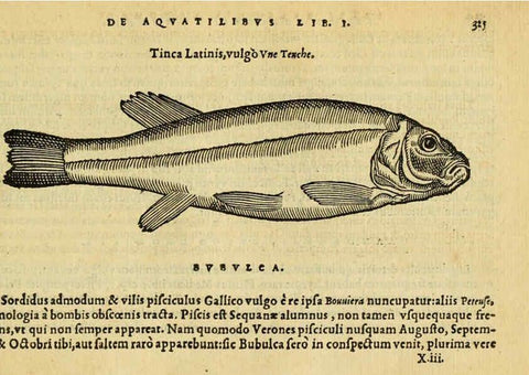 Reproducción/Reproduction 6418723245: Petri Bellonii Cenomani De aquatilibus, libri duo cum [epsilon, iota] conibus ad viuam ipsorum effigiem, quoad eius fieri potuit, expressis ... Parisiis,Apud C. Stephanum,1553