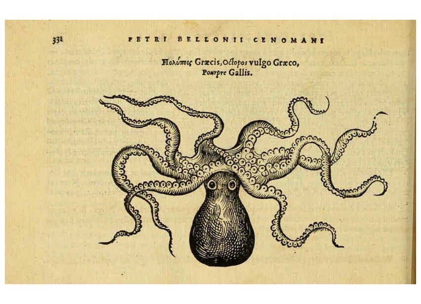 Reproducción/Reproduction 6418723539: Petri Bellonii Cenomani De aquatilibus, libri duo cum [epsilon, iota] conibus ad viuam ipsorum effigiem, quoad eius fieri potuit, expressis ... Parisiis,Apud C. Stephanum,1553
