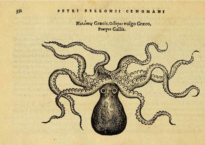 Reproducción/Reproduction 6418723539: Petri Bellonii Cenomani De aquatilibus, libri duo cum [epsilon, iota] conibus ad viuam ipsorum effigiem, quoad eius fieri potuit, expressis ... Parisiis,Apud C. Stephanum,1553