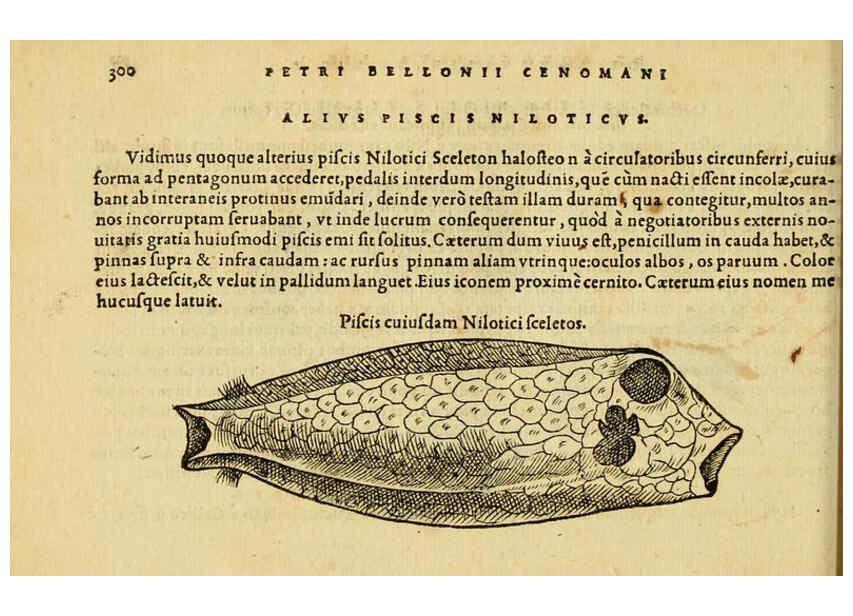Reproducción/Reproduction 6418721031: Petri Bellonii Cenomani De aquatilibus, libri duo cum [epsilon, iota] conibus ad viuam ipsorum effigiem, quoad eius fieri potuit, expressis ... Parisiis,Apud C. Stephanum,1553