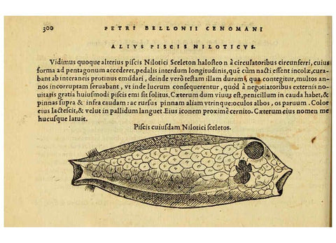 Reproducción/Reproduction 6418721031: Petri Bellonii Cenomani De aquatilibus, libri duo cum [epsilon, iota] conibus ad viuam ipsorum effigiem, quoad eius fieri potuit, expressis ... Parisiis,Apud C. Stephanum,1553