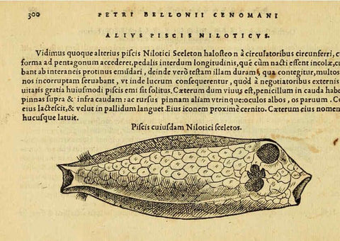 Reproducción/Reproduction 6418721031: Petri Bellonii Cenomani De aquatilibus, libri duo cum [epsilon, iota] conibus ad viuam ipsorum effigiem, quoad eius fieri potuit, expressis ... Parisiis,Apud C. Stephanum,1553