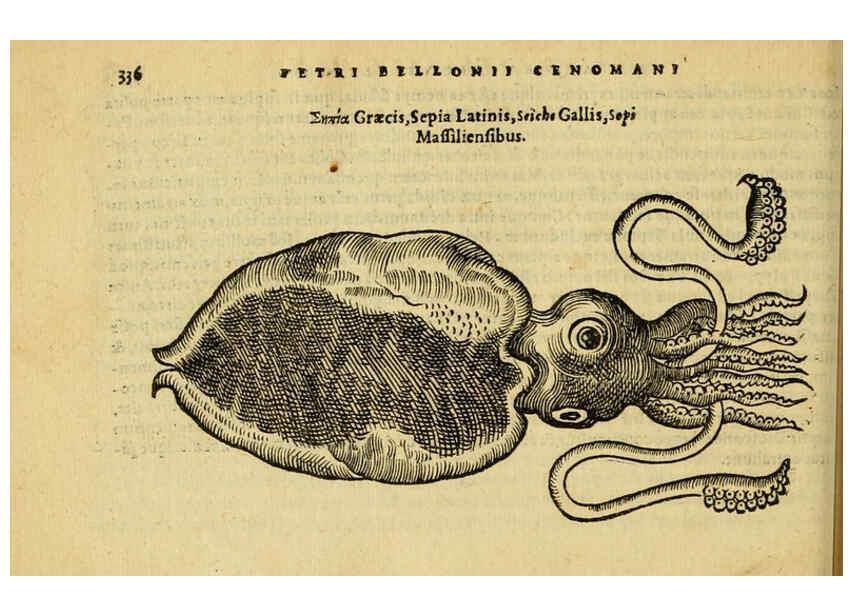Reproducción/Reproduction 6418723865: Petri Bellonii Cenomani De aquatilibus, libri duo cum [epsilon, iota] conibus ad viuam ipsorum effigiem, quoad eius fieri potuit, expressis ... Parisiis,Apud C. Stephanum,1553