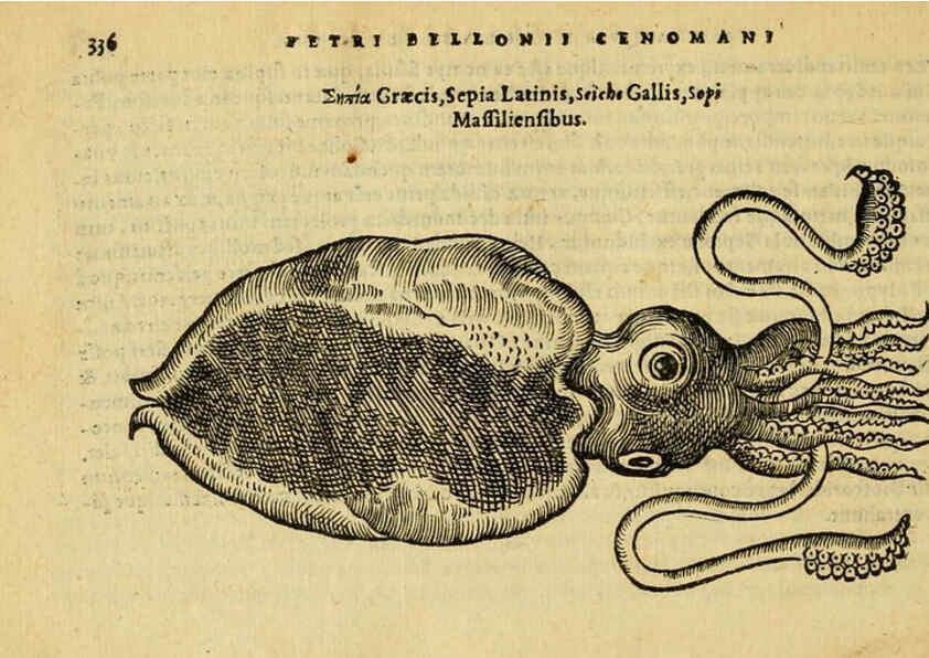 Reproducción/Reproduction 6418723865: Petri Bellonii Cenomani De aquatilibus, libri duo cum [epsilon, iota] conibus ad viuam ipsorum effigiem, quoad eius fieri potuit, expressis ... Parisiis,Apud C. Stephanum,1553
