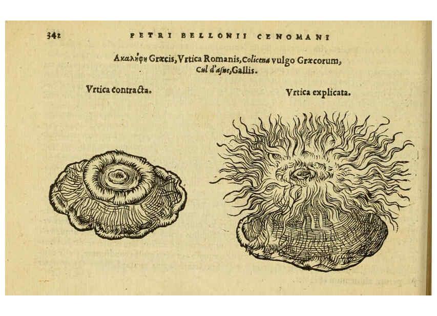 Reproducción/Reproduction 6418724405: Petri Bellonii Cenomani De aquatilibus, libri duo cum [epsilon, iota] conibus ad viuam ipsorum effigiem, quoad eius fieri potuit, expressis ... Parisiis,Apud C. Stephanum,1553