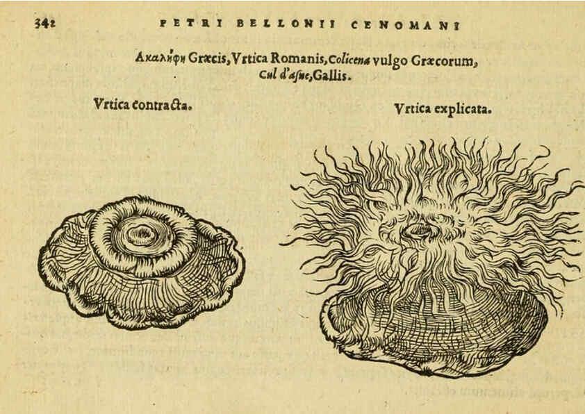 Reproducción/Reproduction 6418724405: Petri Bellonii Cenomani De aquatilibus, libri duo cum [epsilon, iota] conibus ad viuam ipsorum effigiem, quoad eius fieri potuit, expressis ... Parisiis,Apud C. Stephanum,1553