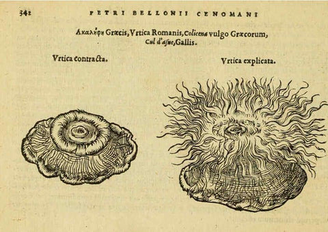 Reproducción/Reproduction 6418724405: Petri Bellonii Cenomani De aquatilibus, libri duo cum [epsilon, iota] conibus ad viuam ipsorum effigiem, quoad eius fieri potuit, expressis ... Parisiis,Apud C. Stephanum,1553