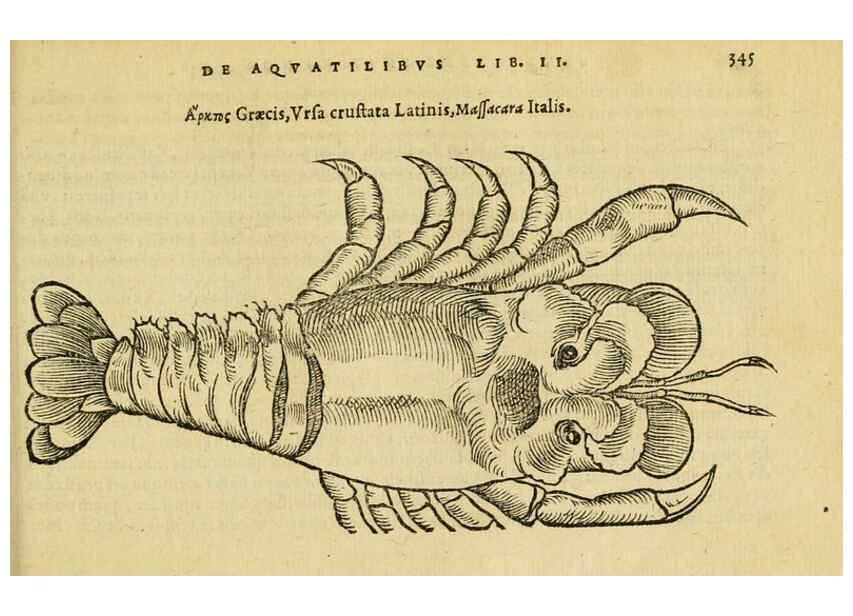 Reproducción/Reproduction 6418724891: Petri Bellonii Cenomani De aquatilibus, libri duo cum [epsilon, iota] conibus ad viuam ipsorum effigiem, quoad eius fieri potuit, expressis ... Parisiis,Apud C. Stephanum,1553