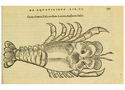 Reproducción/Reproduction 6418724891: Petri Bellonii Cenomani De aquatilibus, libri duo cum [epsilon, iota] conibus ad viuam ipsorum effigiem, quoad eius fieri potuit, expressis ... Parisiis,Apud C. Stephanum,1553