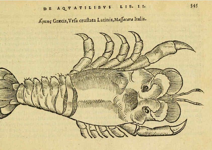Reproducción/Reproduction 6418724891: Petri Bellonii Cenomani De aquatilibus, libri duo cum [epsilon, iota] conibus ad viuam ipsorum effigiem, quoad eius fieri potuit, expressis ... Parisiis,Apud C. Stephanum,1553
