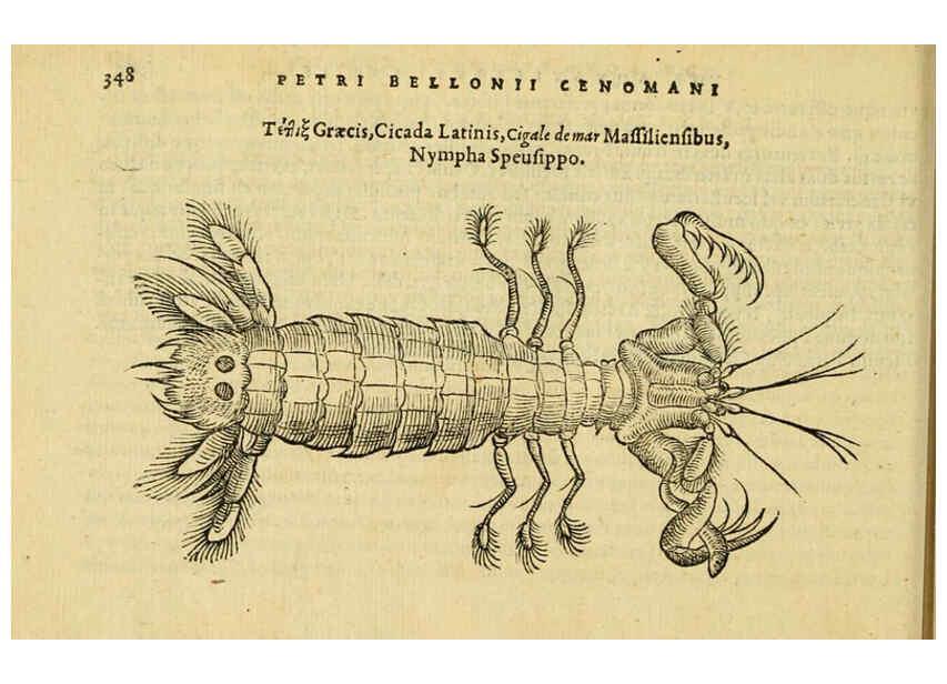 Reproducción/Reproduction 6418725187: Petri Bellonii Cenomani De aquatilibus, libri duo cum [epsilon, iota] conibus ad viuam ipsorum effigiem, quoad eius fieri potuit, expressis ... Parisiis,Apud C. Stephanum,1553