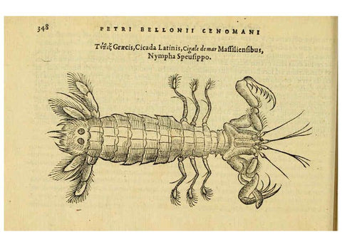 Reproducción/Reproduction 6418725187: Petri Bellonii Cenomani De aquatilibus, libri duo cum [epsilon, iota] conibus ad viuam ipsorum effigiem, quoad eius fieri potuit, expressis ... Parisiis,Apud C. Stephanum,1553
