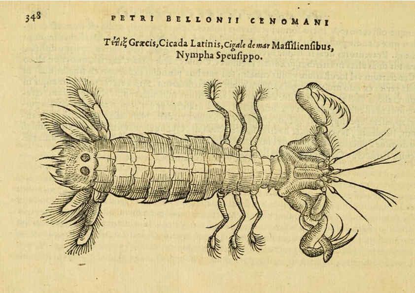 Reproducción/Reproduction 6418725187: Petri Bellonii Cenomani De aquatilibus, libri duo cum [epsilon, iota] conibus ad viuam ipsorum effigiem, quoad eius fieri potuit, expressis ... Parisiis,Apud C. Stephanum,1553
