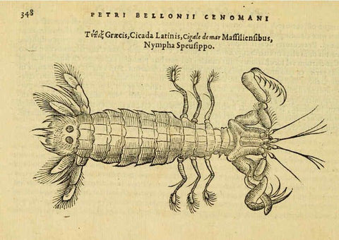 Reproducción/Reproduction 6418725187: Petri Bellonii Cenomani De aquatilibus, libri duo cum [epsilon, iota] conibus ad viuam ipsorum effigiem, quoad eius fieri potuit, expressis ... Parisiis,Apud C. Stephanum,1553