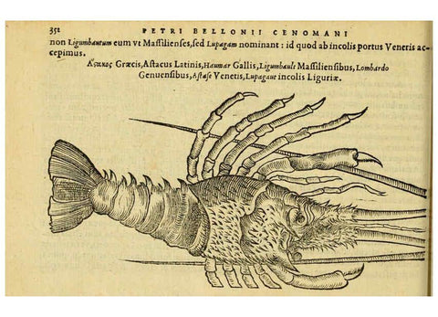 Reproducción/Reproduction 6418725467: Petri Bellonii Cenomani De aquatilibus, libri duo cum [epsilon, iota] conibus ad viuam ipsorum effigiem, quoad eius fieri potuit, expressis ... Parisiis,Apud C. Stephanum,1553