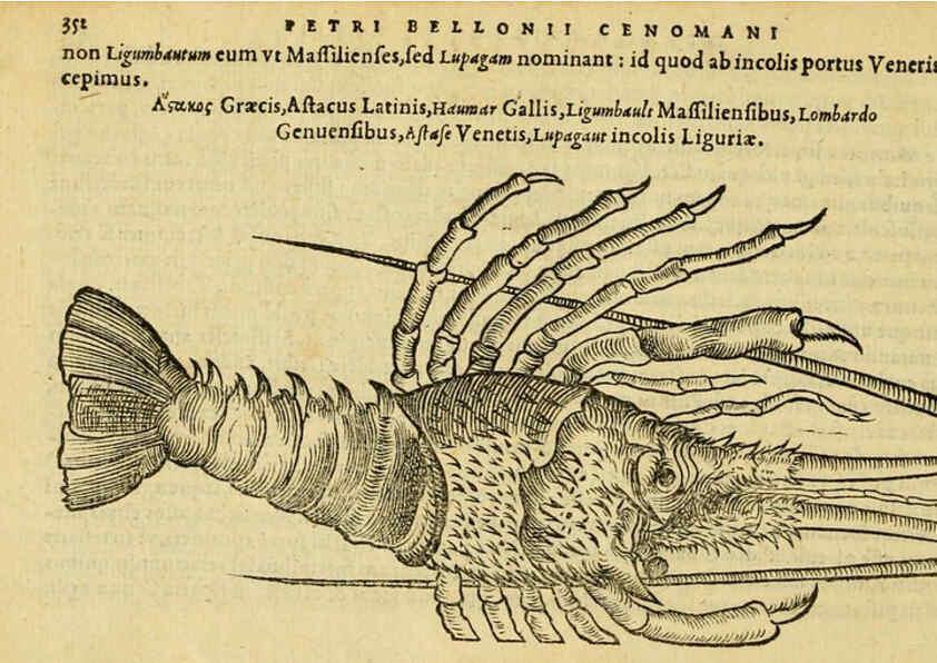 Reproducción/Reproduction 6418725467: Petri Bellonii Cenomani De aquatilibus, libri duo cum [epsilon, iota] conibus ad viuam ipsorum effigiem, quoad eius fieri potuit, expressis ... Parisiis,Apud C. Stephanum,1553