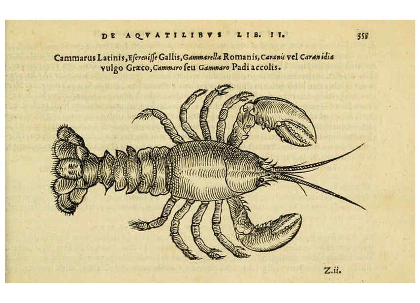 Reproducción/Reproduction 6418725803: Petri Bellonii Cenomani De aquatilibus, libri duo cum [epsilon, iota] conibus ad viuam ipsorum effigiem, quoad eius fieri potuit, expressis ... Parisiis,Apud C. Stephanum,1553