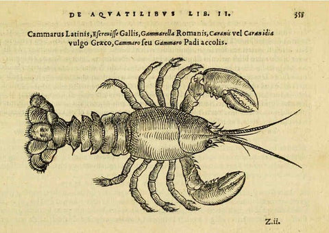 Reproducción/Reproduction 6418725803: Petri Bellonii Cenomani De aquatilibus, libri duo cum [epsilon, iota] conibus ad viuam ipsorum effigiem, quoad eius fieri potuit, expressis ... Parisiis,Apud C. Stephanum,1553