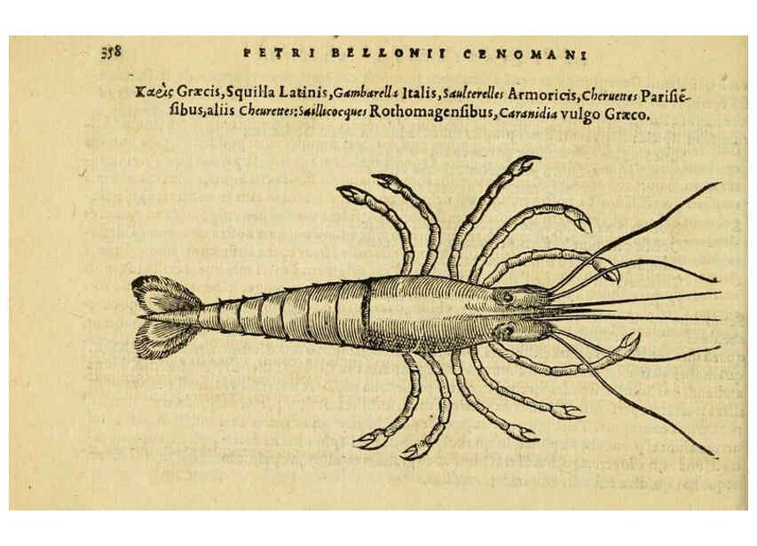 Reproducción/Reproduction 6418726197: Petri Bellonii Cenomani De aquatilibus, libri duo cum [epsilon, iota] conibus ad viuam ipsorum effigiem, quoad eius fieri potuit, expressis ... Parisiis,Apud C. Stephanum,1553