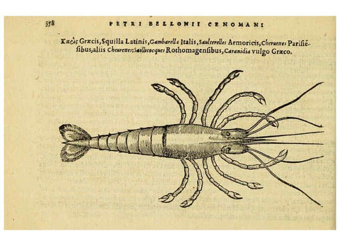 Reproducción/Reproduction 6418726197: Petri Bellonii Cenomani De aquatilibus, libri duo cum [epsilon, iota] conibus ad viuam ipsorum effigiem, quoad eius fieri potuit, expressis ... Parisiis,Apud C. Stephanum,1553